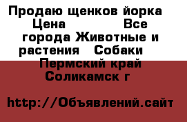 Продаю щенков йорка › Цена ­ 10 000 - Все города Животные и растения » Собаки   . Пермский край,Соликамск г.